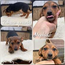 MEPHISTO, Hund, Mischlingshund in Rumänien - Bild 5