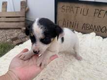 MILA, Hund, Mischlingshund in Rumänien - Bild 2