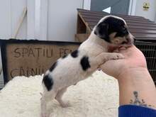MILA, Hund, Mischlingshund in Rumänien - Bild 3