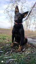 LOLEK, Hund, Mischlingshund in Ungarn - Bild 3