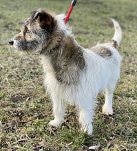 GILBERT, Hund, Mischlingshund in Ungarn - Bild 2