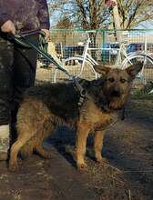 GOGA, Hund, Mischlingshund in Kroatien - Bild 10