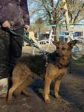 GOGA, Hund, Mischlingshund in Kroatien - Bild 11