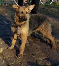 GOGA, Hund, Mischlingshund in Kroatien - Bild 2
