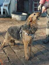 GOGA, Hund, Mischlingshund in Kroatien - Bild 4