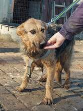 GOGA, Hund, Mischlingshund in Kroatien - Bild 5