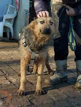 GOGA, Hund, Mischlingshund in Kroatien - Bild 7