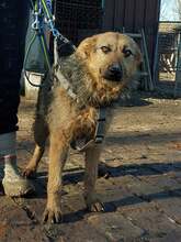 GOGA, Hund, Mischlingshund in Kroatien - Bild 8