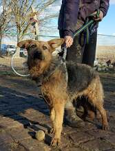 GOGA, Hund, Mischlingshund in Kroatien - Bild 9