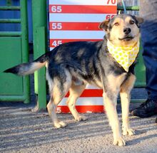 KURT, Hund, Deutscher Schäferhund-Mix in Slowakische Republik - Bild 5