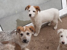 SORA, Hund, Mischlingshund in Rumänien - Bild 10