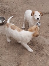 SORA, Hund, Mischlingshund in Rumänien - Bild 11