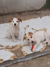 SORA, Hund, Mischlingshund in Rumänien - Bild 12