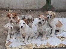 SORA, Hund, Mischlingshund in Rumänien - Bild 13