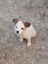 SORA, Hund, Mischlingshund in Rumänien - Bild 14
