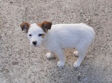 SORA, Hund, Mischlingshund in Rumänien - Bild 15
