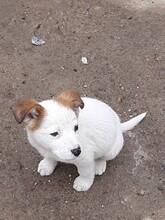 SORA, Hund, Mischlingshund in Rumänien - Bild 18