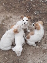SORA, Hund, Mischlingshund in Rumänien - Bild 19