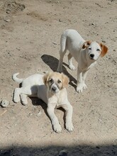 SORA, Hund, Mischlingshund in Rumänien - Bild 2