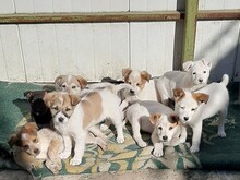 SORA, Hund, Mischlingshund in Rumänien - Bild 20