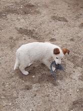SORA, Hund, Mischlingshund in Rumänien - Bild 21