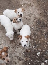 SORA, Hund, Mischlingshund in Rumänien - Bild 22