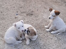 SORA, Hund, Mischlingshund in Rumänien - Bild 23