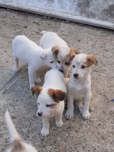 SORA, Hund, Mischlingshund in Rumänien - Bild 25