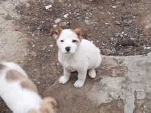 SORA, Hund, Mischlingshund in Rumänien - Bild 26