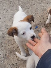 SORA, Hund, Mischlingshund in Rumänien - Bild 29