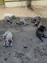 SORA, Hund, Mischlingshund in Rumänien - Bild 3