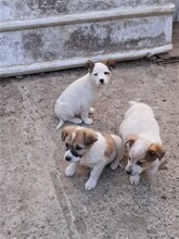SORA, Hund, Mischlingshund in Rumänien - Bild 30