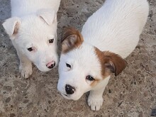 SORA, Hund, Mischlingshund in Rumänien - Bild 31