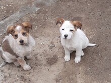 SORA, Hund, Mischlingshund in Rumänien - Bild 32