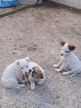 SORA, Hund, Mischlingshund in Rumänien - Bild 33