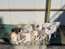 SORA, Hund, Mischlingshund in Rumänien - Bild 34