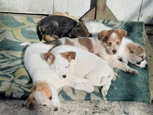 SORA, Hund, Mischlingshund in Rumänien - Bild 35