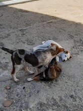 SORA, Hund, Mischlingshund in Rumänien - Bild 4