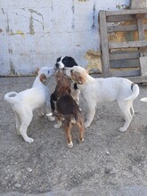 SORA, Hund, Mischlingshund in Rumänien - Bild 5