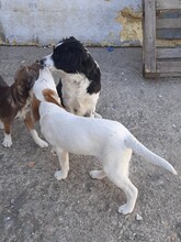 SORA, Hund, Mischlingshund in Rumänien - Bild 6