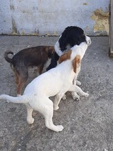 SORA, Hund, Mischlingshund in Rumänien - Bild 7