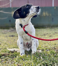 MALIK, Hund, Mischlingshund in Bonn - Bild 3