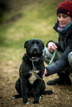 SZILVA, Hund, Mischlingshund in Ungarn - Bild 10