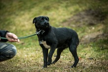 SZILVA, Hund, Mischlingshund in Ungarn - Bild 11