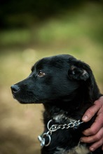 SZILVA, Hund, Mischlingshund in Ungarn - Bild 12
