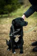 SZILVA, Hund, Mischlingshund in Ungarn - Bild 13
