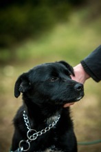 SZILVA, Hund, Mischlingshund in Ungarn - Bild 14