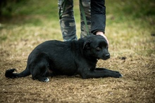 SZILVA, Hund, Mischlingshund in Ungarn - Bild 4