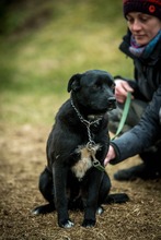 SZILVA, Hund, Mischlingshund in Ungarn - Bild 5
