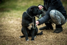 SZILVA, Hund, Mischlingshund in Ungarn - Bild 7